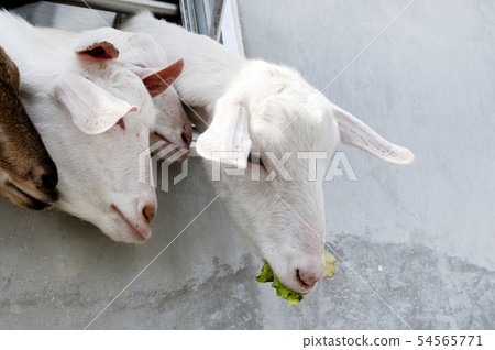 山羊 山羊 54565771