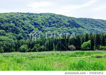 Ashino Seto Wetland 54565852