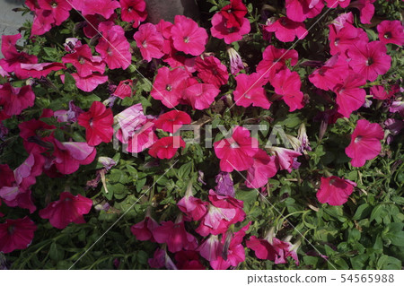 Jeju Island red flowers Jeju Island red flowers 54565988