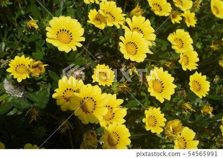 Jeju Yellow Flower Jeju Yellow Flower 54565991