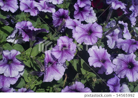 Purple flowers of Jeju Island Purple flowers of Jeju Island 54565992