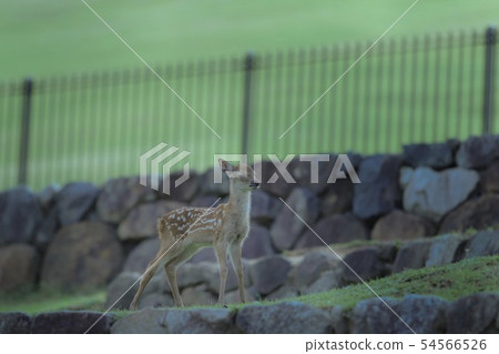 Fawn's twilight Fawn's twilight 54566526