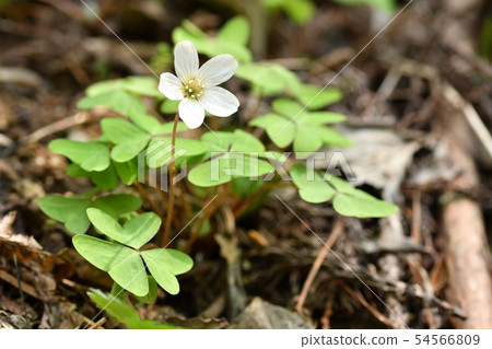 Miyama Kabaki 54566809