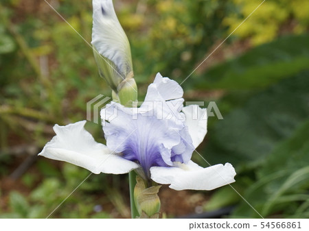 虹膜燈泡植物01 54566861