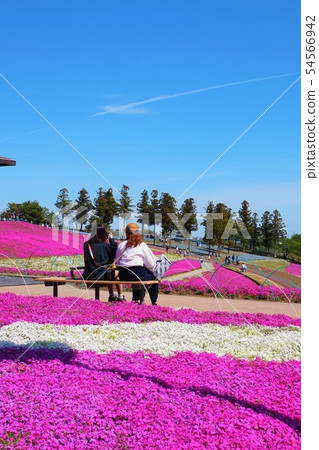 大田芝櫻花節群馬太田十八櫻花芝倉倉八幡宮公園大田區北方體育公園 54566942