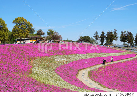 大田芝櫻花節群馬太田十八櫻花芝倉倉八幡宮公園大田區北方體育公園 54566947