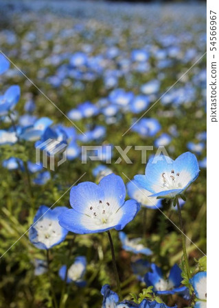 Ota Shiba Sakura Festival Gunma Ota Nemophila Hachiojiyama Park Ota City Northern Sports Park 54566967