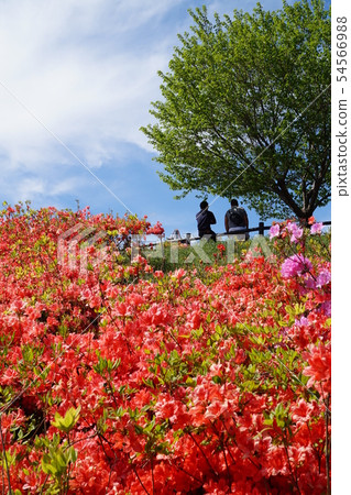 Ota Shiba Sakura Festival群馬太田杜鵑花八王子山公園大田區北部體育公園 54566988