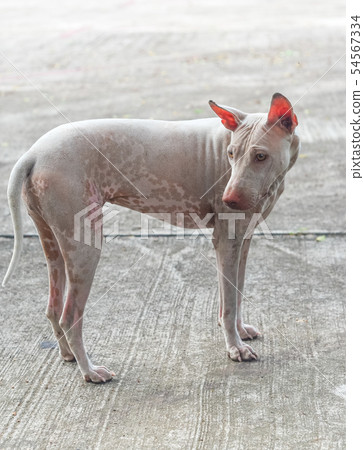 Stray dog stand on concrete road Stray dog stand on concrete road 54567334