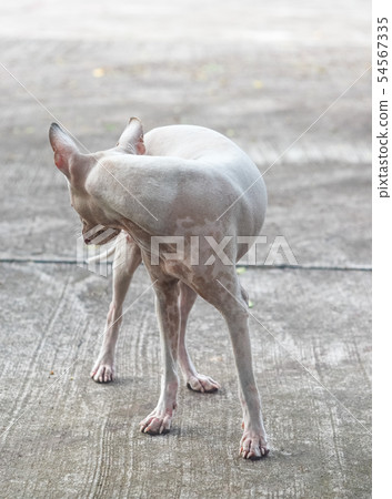 Stray dog stand on concrete road Stray dog stand on concrete road 54567335