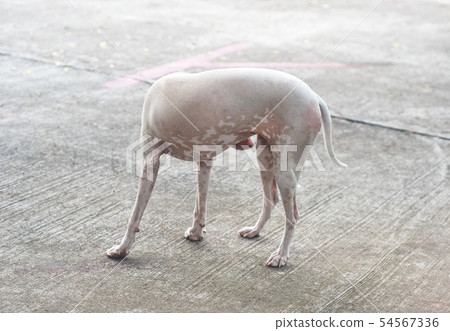 Stray dog stand on concrete road Stray dog stand on concrete road 54567336