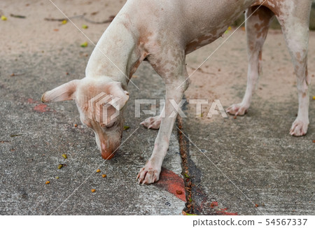 Portrait of stray dog 54567337