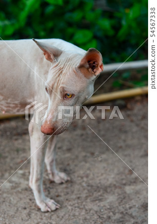 Portrait of stray dog Portrait of stray dog 54567338