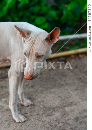Portrait of stray dog Portrait of stray dog 54567340