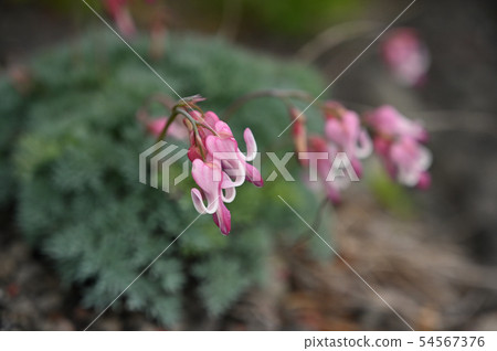 Summer diam that blooms in Iwateyama grill running course 54567376