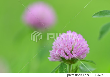 紅三葉草 紅三葉草 54567409