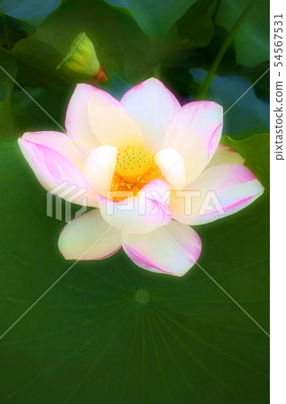 When the lotus flower blooms 54567531