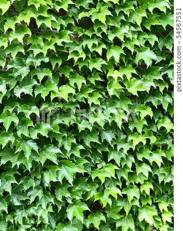Ivy Ivy 54567551
