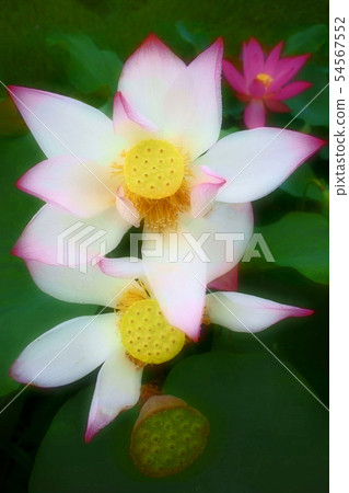 When the lotus flower blooms When the lotus flower blooms 54567552