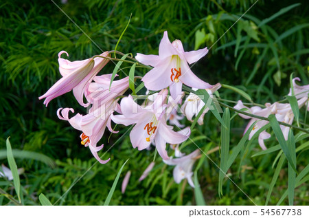 Sasa lily Rose lily summer flower rare flower 54567738