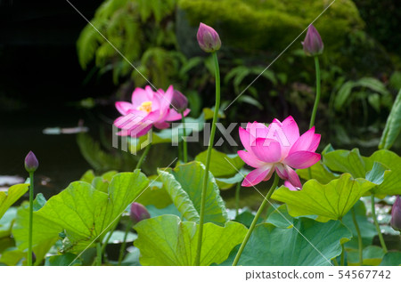 Gokuraku淨土開明蓮花 54567742