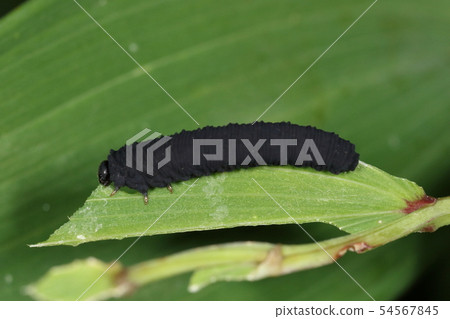 Creatures Insects The Cabbage wasp, aka "Black Beetle of Vegetables". The herb is a cruciferous plant and likes vegetables. Naturally hated 54567845