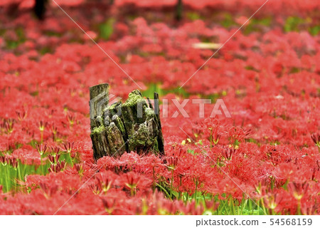 Koryogawa Dazuru盆地的Heganbana集群 54568159