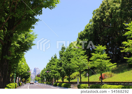 代代木公園新鮮的綠色 代代木公園新鮮的綠色 54568292