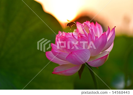 Bee playing with lotus flower Bee playing with lotus flower 54568443