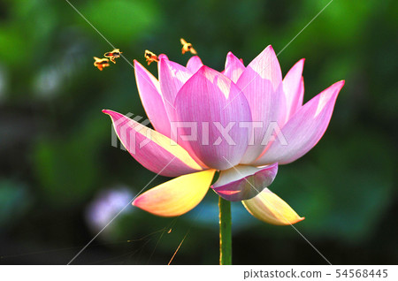 Bee playing with lotus flower Bee playing with lotus flower 54568445