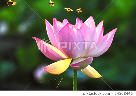 Bee playing with lotus flower Bee playing with lotus flower 54568446