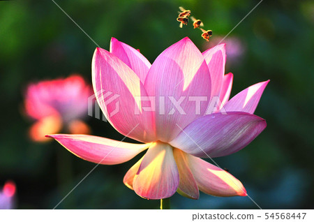 Bee playing with lotus flower Bee playing with lotus flower 54568447