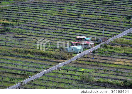Terraced fields in the autumn valley 54568494