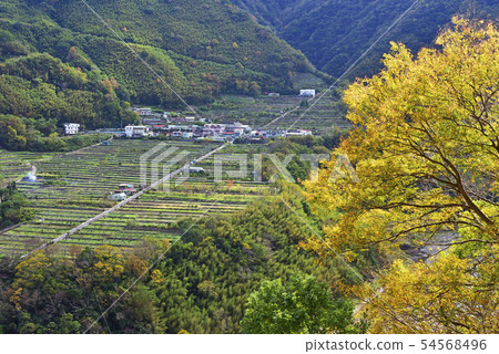 秋季山谷中的梯田 54568496