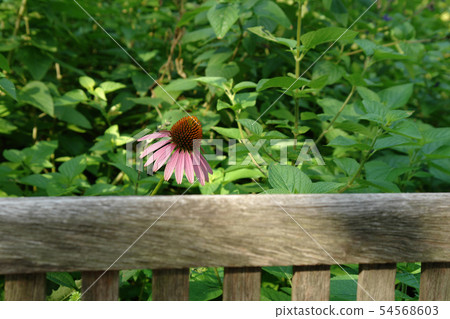 Four season walk summer Matsue English Garden 54568603