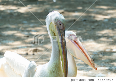 Group of egret in the wild forest. 54568697