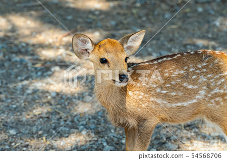 Baby deer or fawn in the wild forest. Baby deer or fawn in the wild forest. 54568706