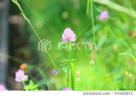粉紅三葉草花 54568951