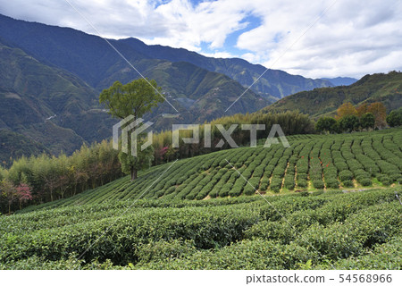 Tea garden autumn scenery Tea garden autumn scenery 54568966