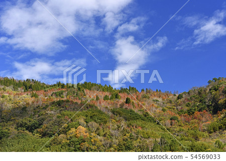 秋天五顏六色的森林 54569033