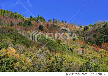 秋天五顏六色的森林 秋天五顏六色的森林 54569037