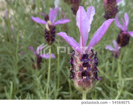 法國薰衣草的可愛身材 54569075