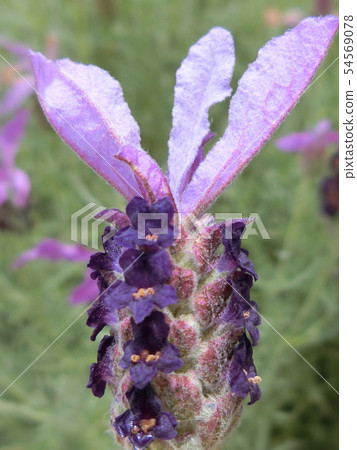 法國薰衣草的可愛身材 法國薰衣草的可愛身材 54569078