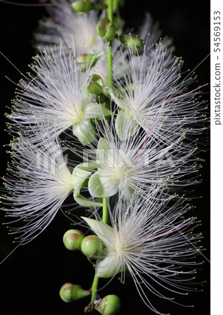 Miyakojima / Sagarifana Miyakojima / Sagarifana 54569153