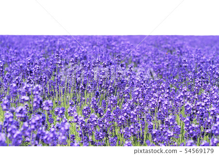薰衣草田背景Kirinuki 54569179