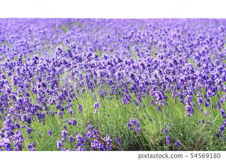 薰衣草田背景Kirinuki 薰衣草田背景Kirinuki 54569180