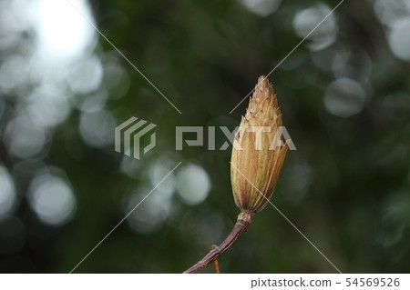 Nature plants Lily tree, fruit of October. It looks like a flower petals. It seems that there are about one hundred fruits in one fruit Nature plants Lily tree, fruit of October. It looks like a flower petals. It seems that there are about one hundred fruits in one fruit 54569526