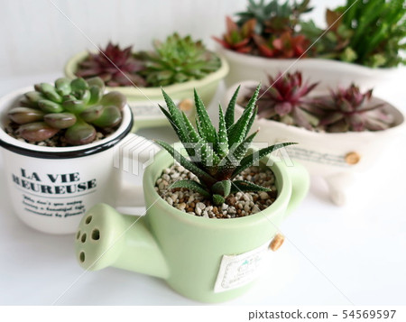 Succulent plant potted interior Succulent plant potted interior 54569597