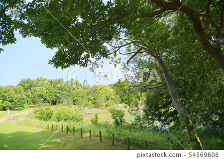初夏公園 初夏公園 54569608