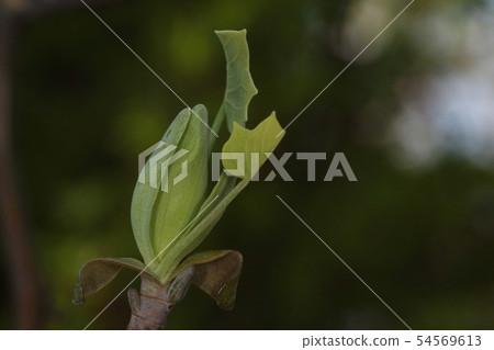 自然植物Lilywood,發芽吹。 4月初,芽開始破碎,幼葉開始一個接一個地生長 自然植物Lilywood,發芽吹。 4月初,芽開始破碎,幼葉開始一個接一個地生長 54569613